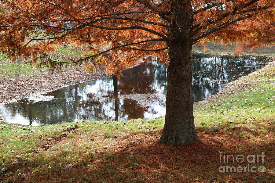 Autumn Cypress by Pond Photograph by Carol Groenen
