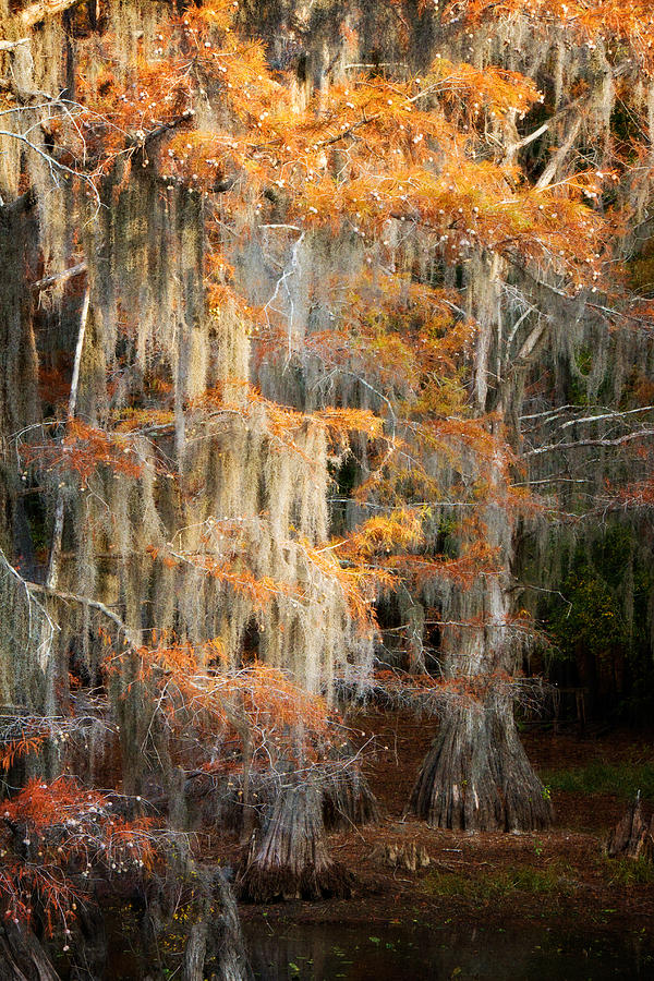 Autumn Cypress Photograph by Lana Trussell