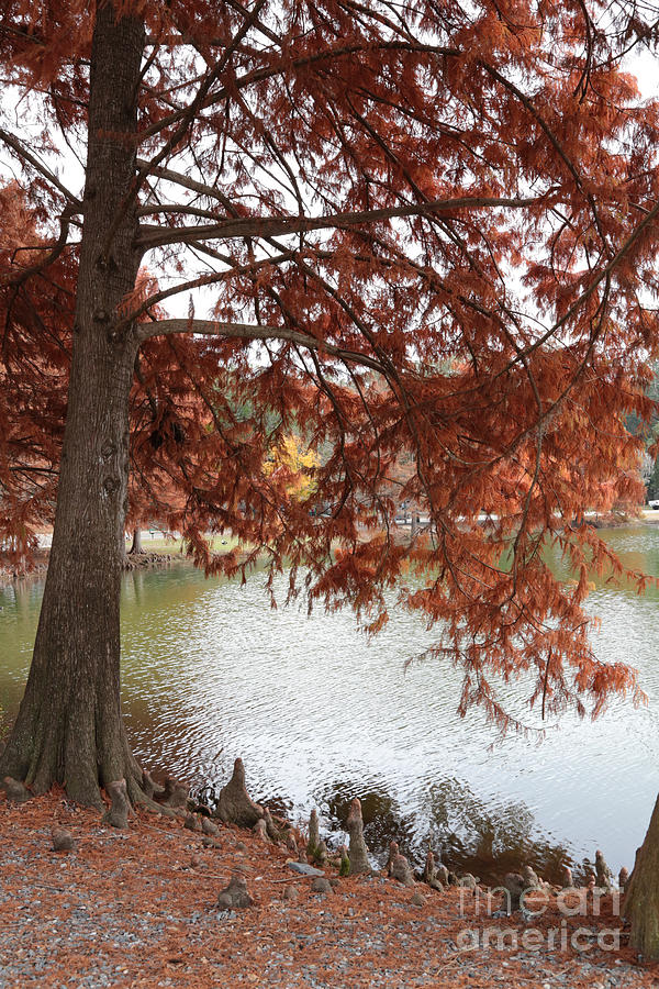 Autumn Cypress on Lake Ella Photograph by Carol Groenen