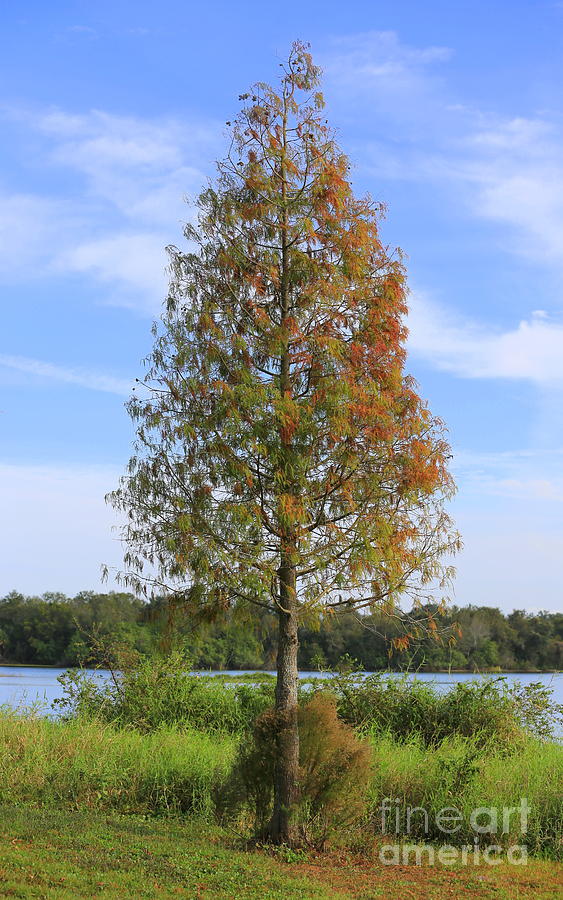 Autumn Cypress Tree Photograph by Carol Groenen