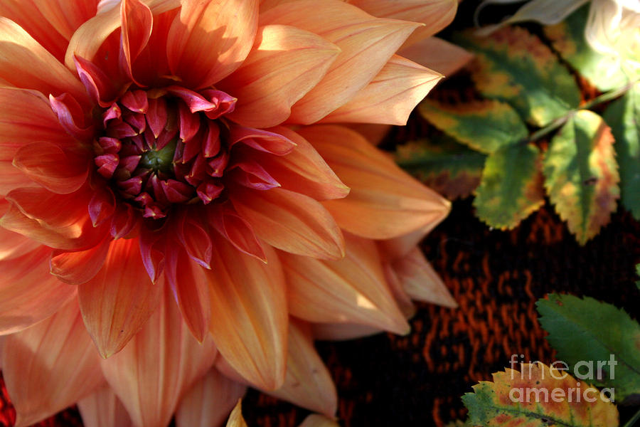 Autumn Dahlia darling Photograph by Jeanette French