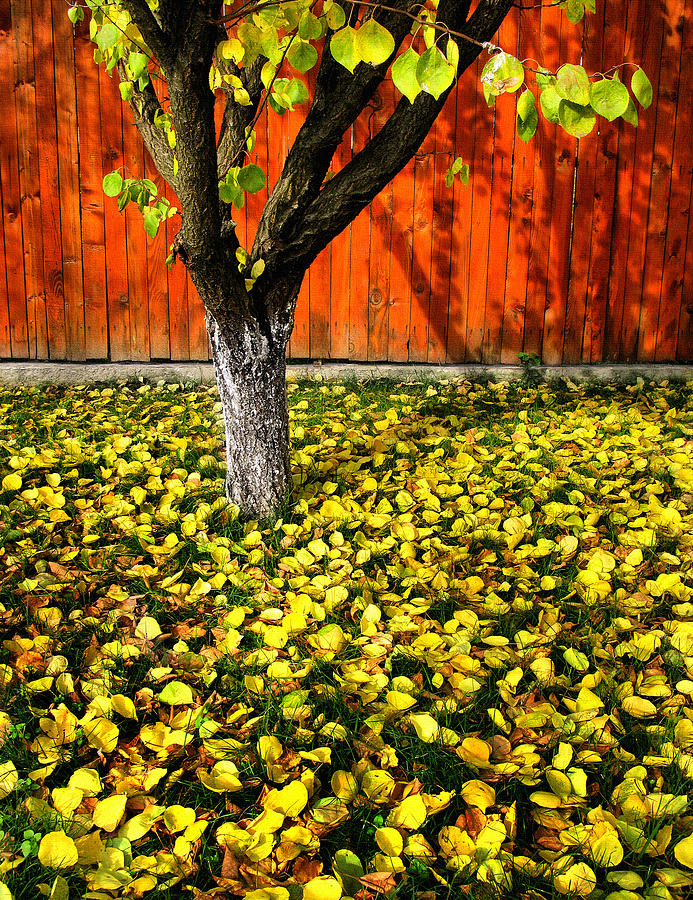 Autumn  Photograph by Daliana Pacuraru