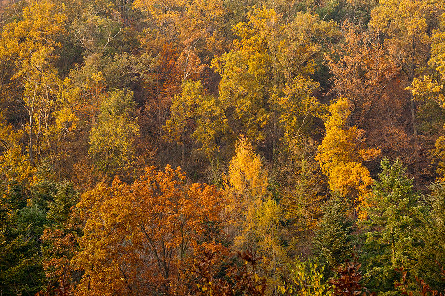 Fall Photograph - Autumn by Daniel Csoka Fall Photograph - Autumn by Daniel Csoka