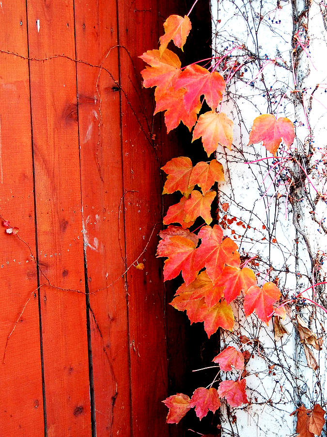 Autumn Days Photograph by Barbara J Blaisdell
