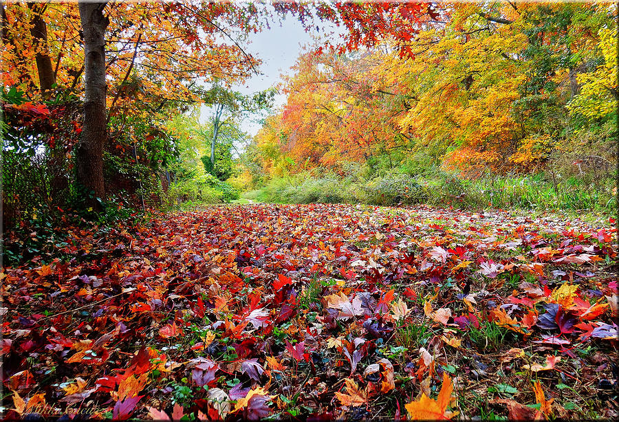 Autumn Decor Photograph by Mikki Cucuzzo