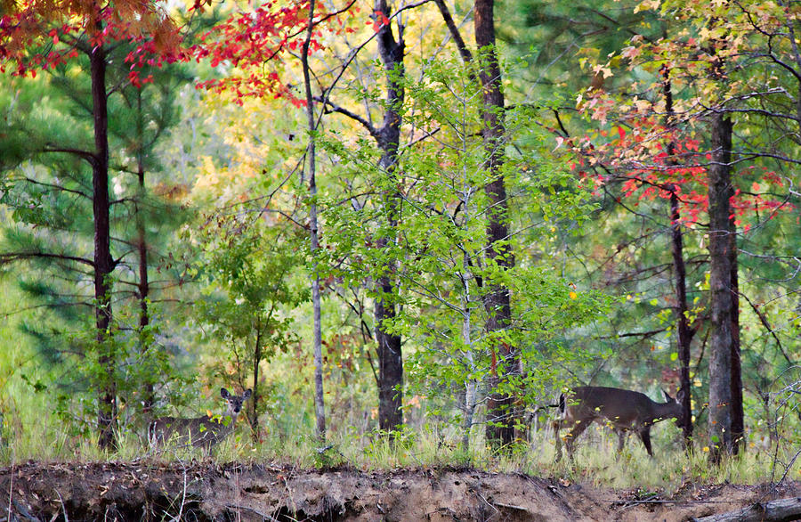 Autumn Deer Photograph