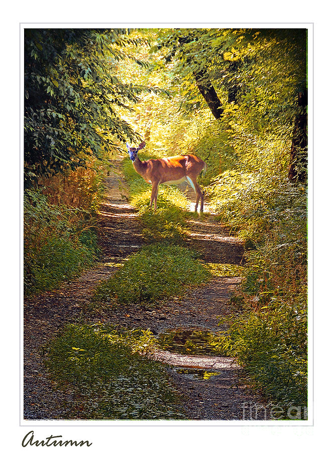 Autumn Deer Photograph by Larry Mulvehill