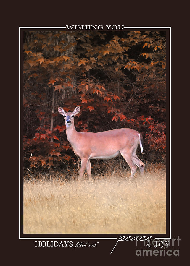 Autumn Deer Wildlife Christmas Cards Photograph by Jai Johnson