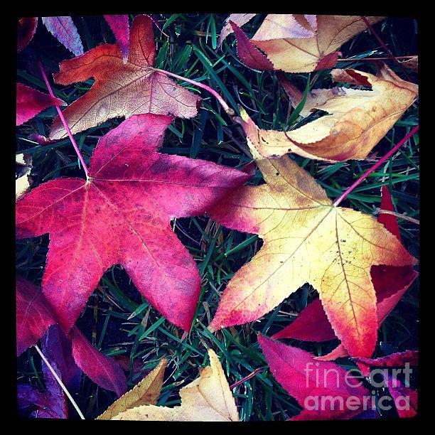 Autumn Photograph by Denise Railey