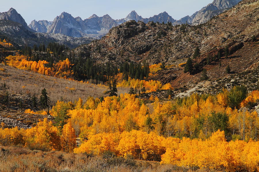 Autumn descends upon Bishop Canyon in the Eastern Sierras Photograph by Jetson Nguyen