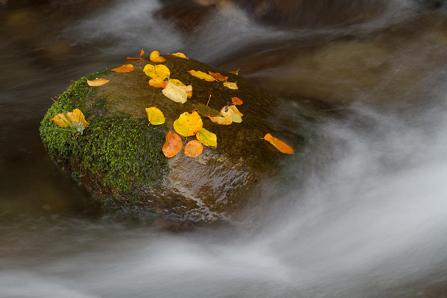 Autumn detail Photograph by Mircea Costina Photography