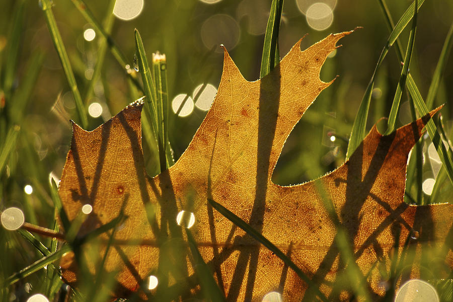 Autumn Dew Photograph by Penny Meyers | Fine Art America
