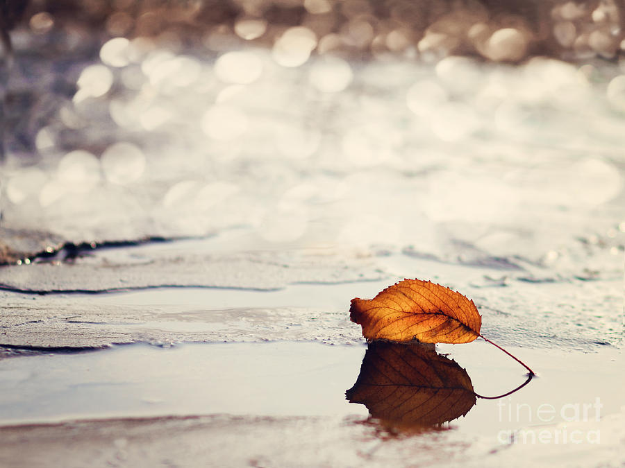 Fall Photograph - Autumn by Diana Kraleva