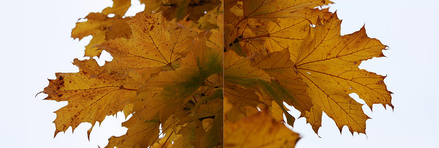 Autumn Diptych 01 Photograph by Mamoun Sakkal
