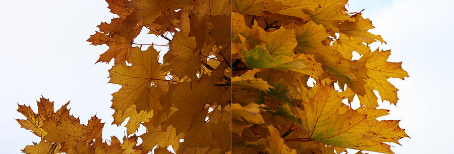 Autumn Diptych 02 Photograph by Mamoun Sakkal