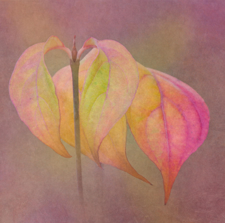 Nature Photograph - Autumn Dogwood 2 by Angie Vogel