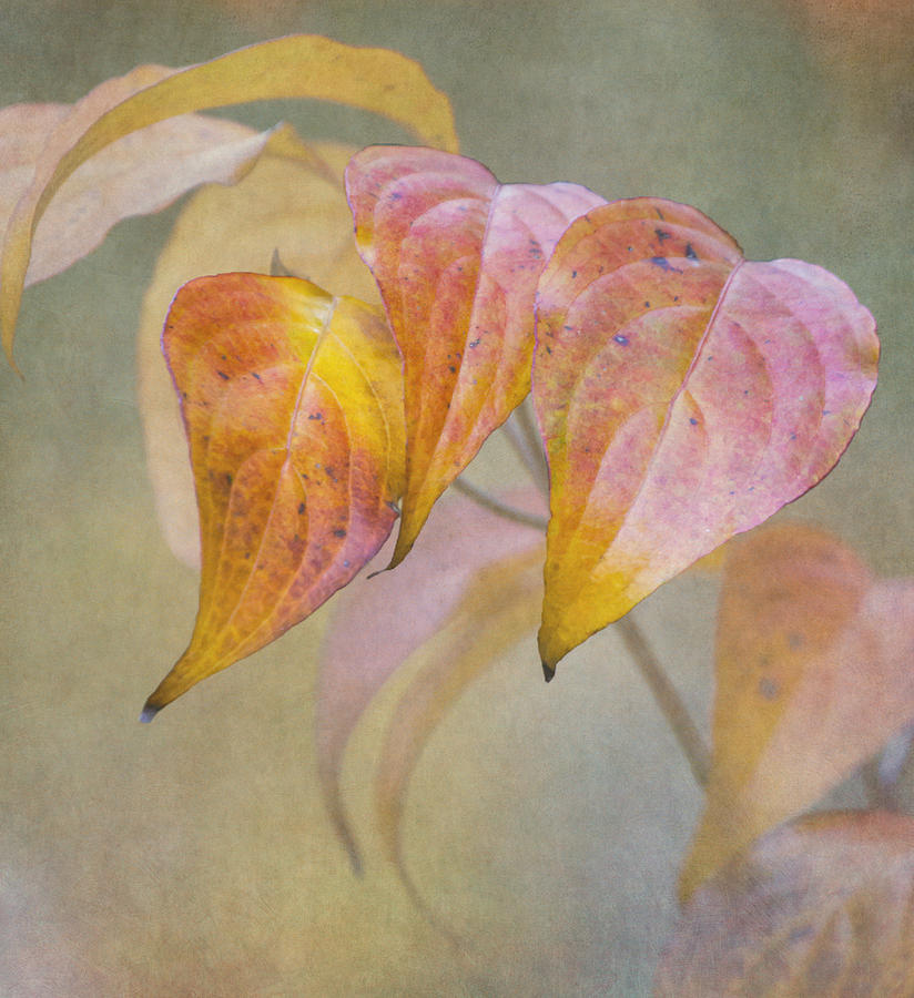 Autumn Dogwood Photograph by Angie Vogel