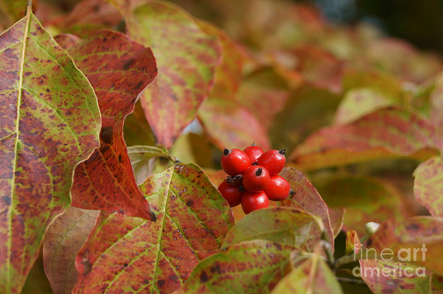 Autumn Dogwood Berries Photograph by MM Anderson