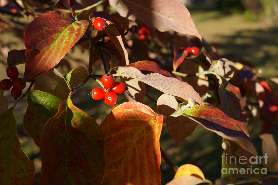 Autumn Dogwood in the Evening Sunlight Photograph by MM Anderson