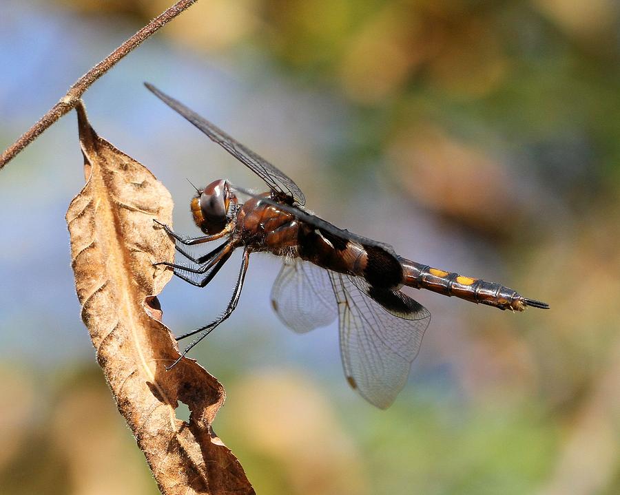 Autumn Dragonfly Photograph by Doris Potter
