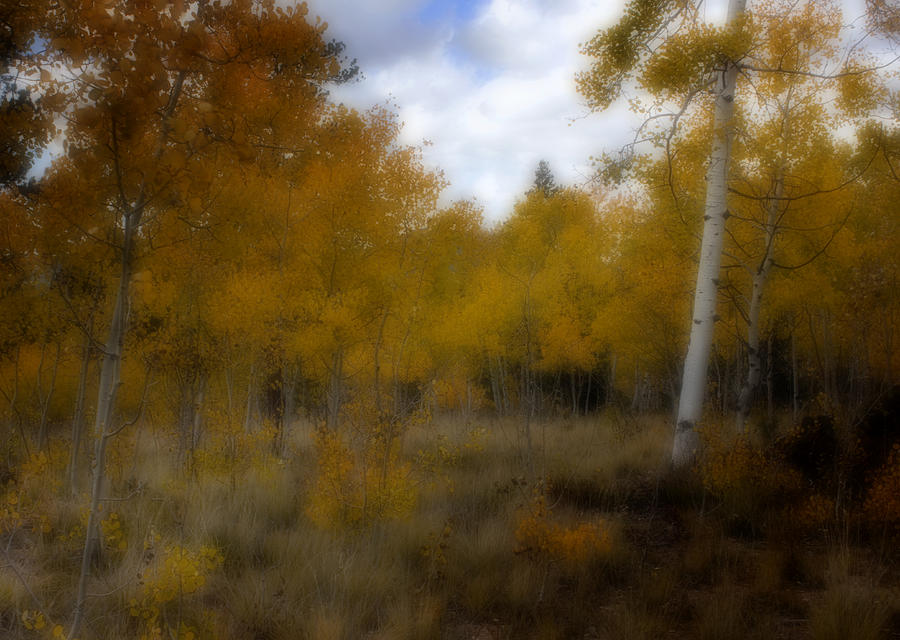 Autumn Dream Photograph by Ellen Heaverlo