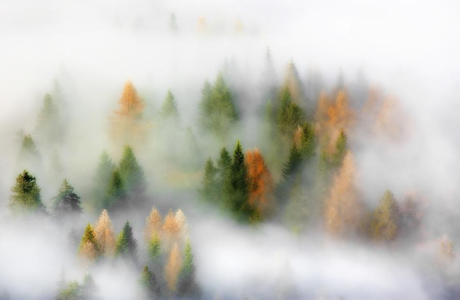 Autumn Dream Photograph by Kristjan Rems