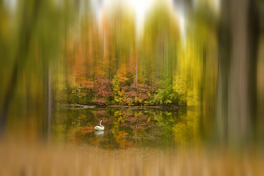 Autumn Dream Photograph by Mary Timman