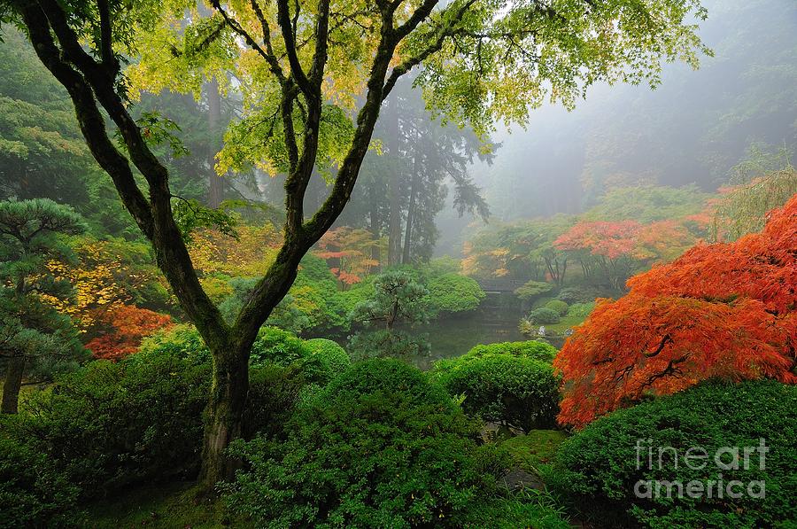Foggy Autumn Morning at Portland Japanese Garden Photograph by Tom Schwabel