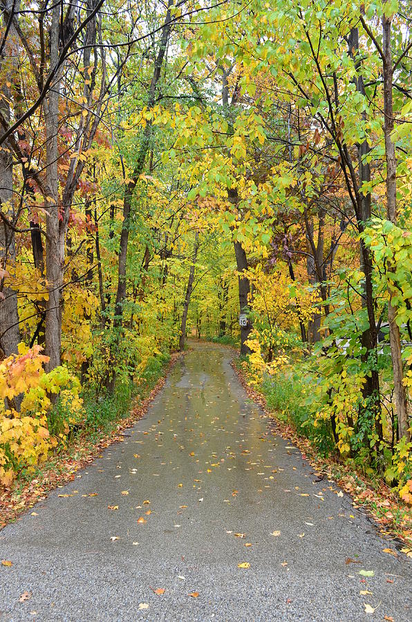 Autumn Drive Photograph by Jeff at JSJ Photography