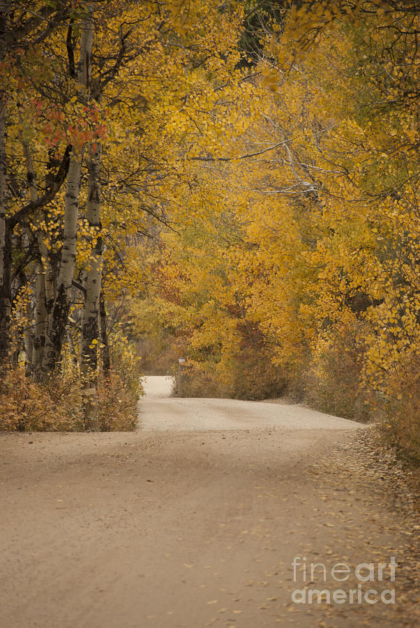Autumn Drive Photograph by Juli Scalzi