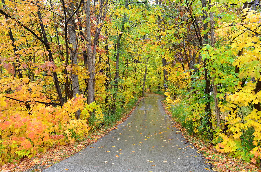 Autumn Driveway Photograph by Jeff at JSJ Photography
