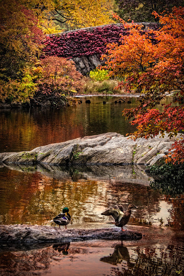 Central Park Photograph - Autumn Duck Couple by Chris Lord