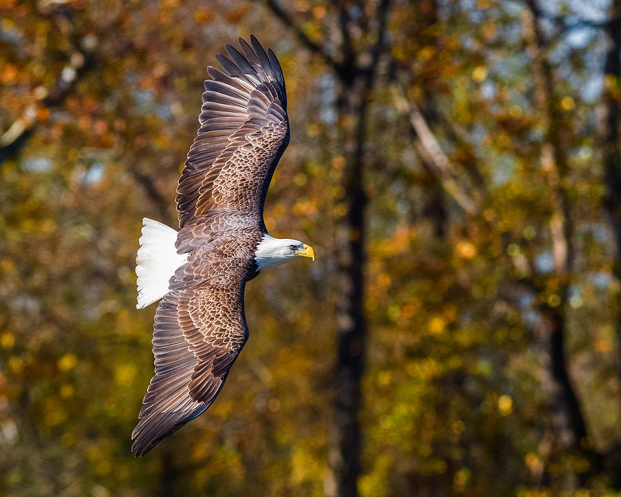 Autumn Eagle Photograph by Lori Coleman