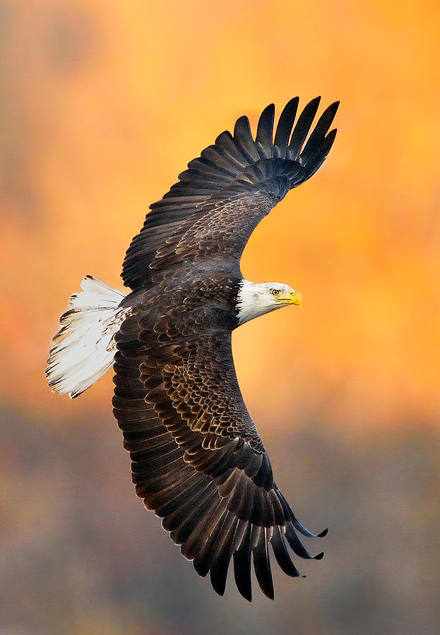 Autumn Eagle Photograph by William Jobes