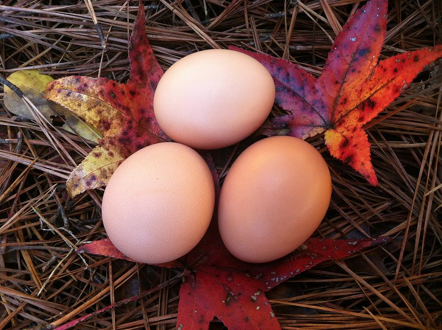 Egg Photograph - Autumn Eggs by Marcia B