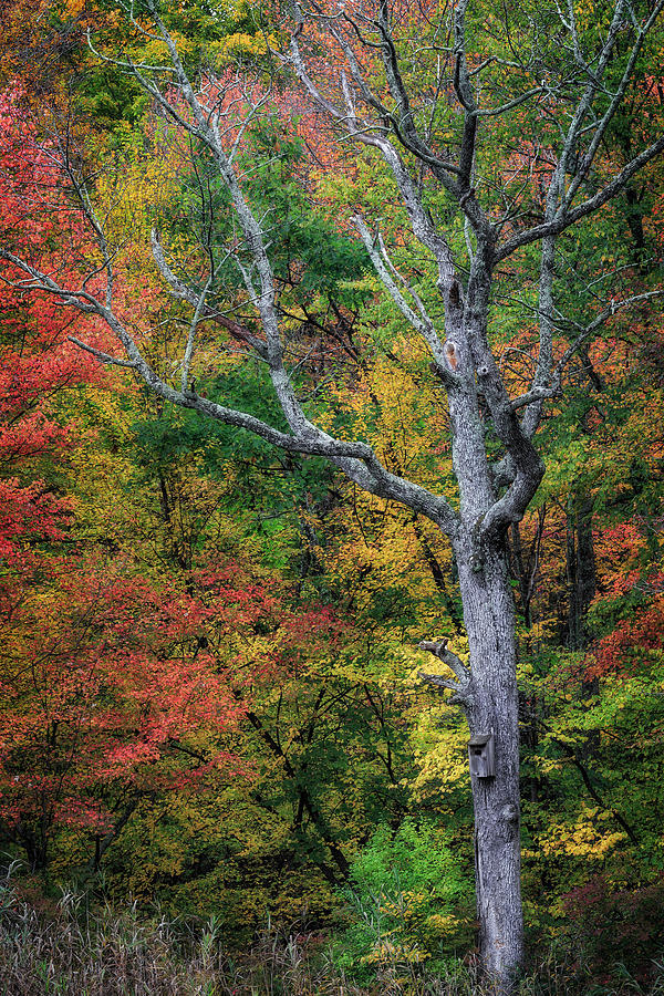 Autumn Elder Photograph by Bill Wakeley