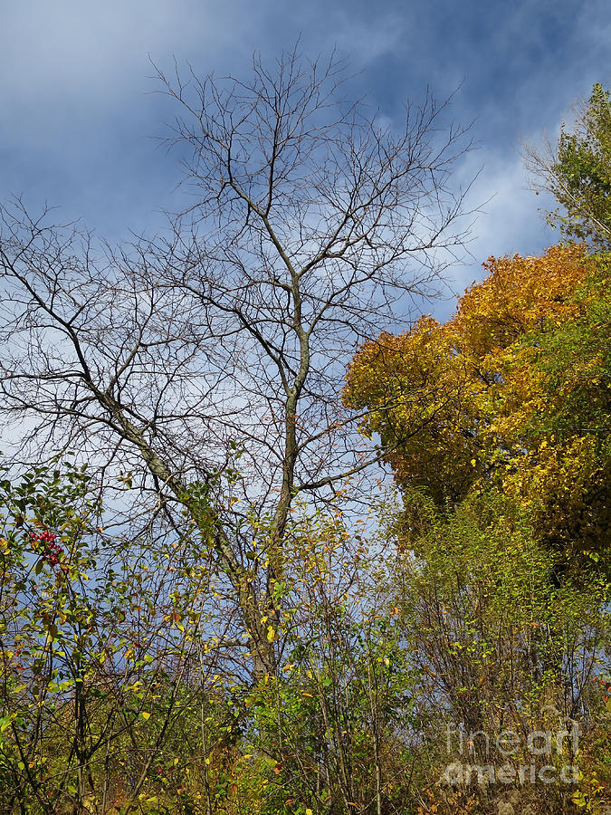 Autumn Ending Photograph by Ann Horn