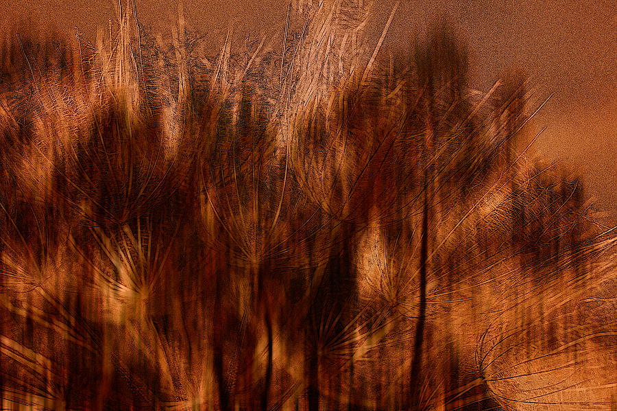 Autumn Explosion Photograph by Carol Senske