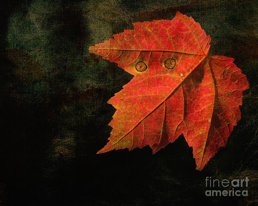 Autumn Eyes Photograph by Kathi Mirto