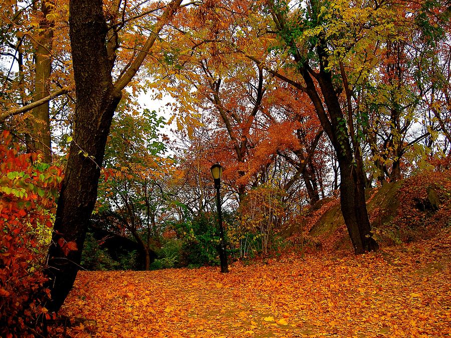 Autumn Fairy World Photograph by Ydania Ogando