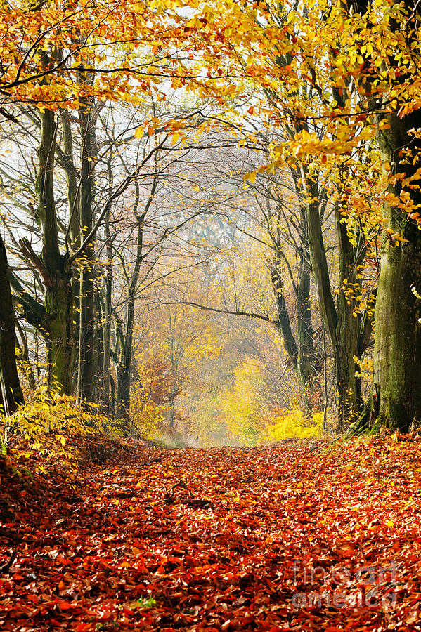 Autumn fall forest Photograph by Michal Bednarek | Fine Art America