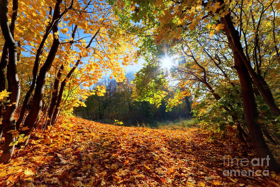 Fall Photograph - Autumn fall landscape in forest by Michal Bednarek