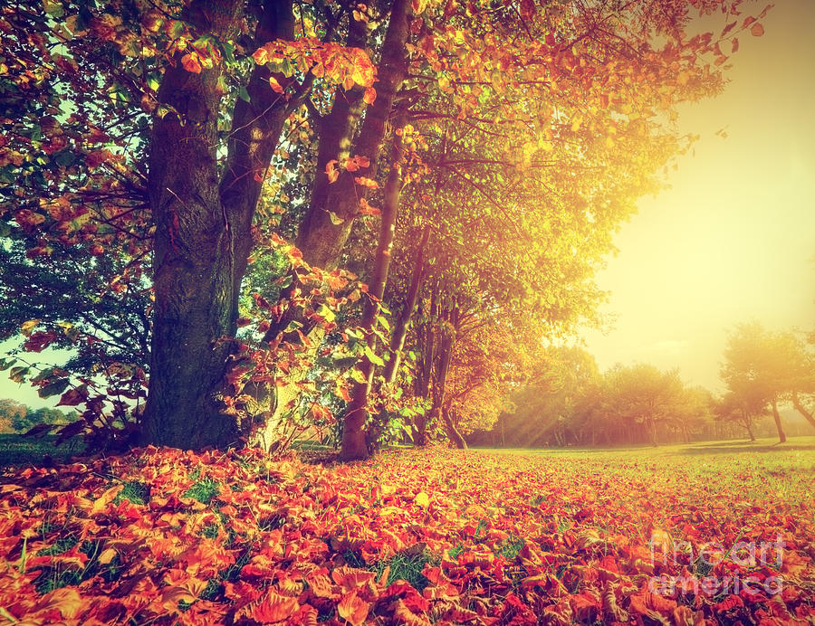 Autumn fall landscape in park Photograph by Michal Bednarek