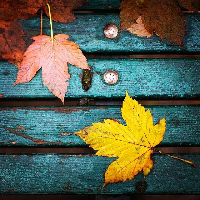 Nature Photograph - #autumn #fall #nature #urban #colors by Anna Jurkovska