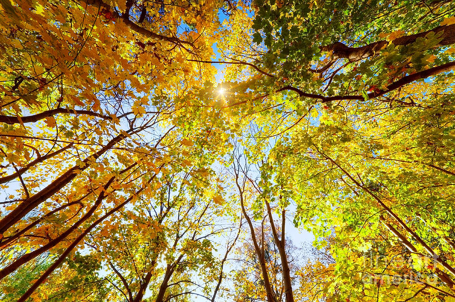 Autumn fall trees Photograph by Michal Bednarek | Fine Art America