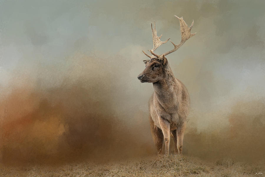 Animal Photograph - Autumn Fallow Buck by Jai Johnson