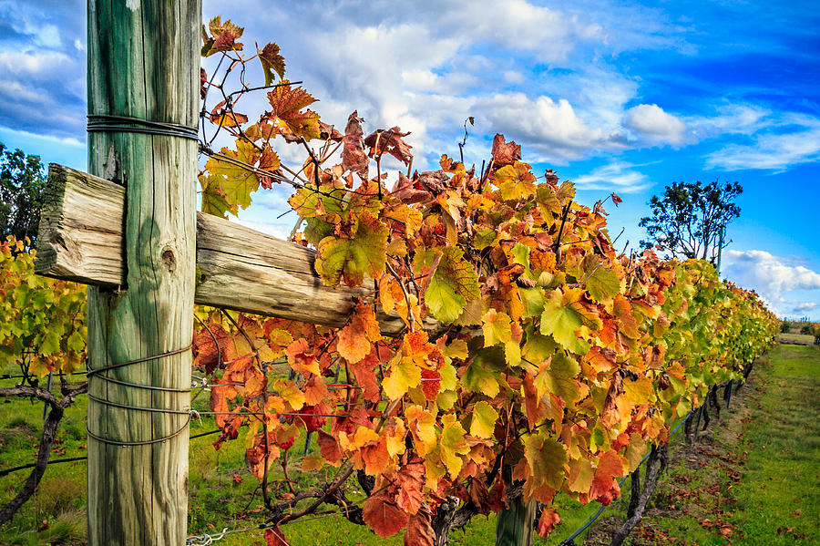 Fall Photograph - Autumn Falls at the Winery by Silken Photography