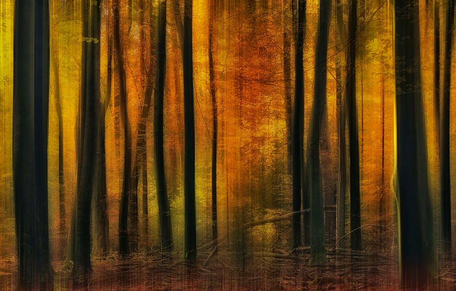 Forest Photograph - Autumn Falls by Jan Paul Kraaij