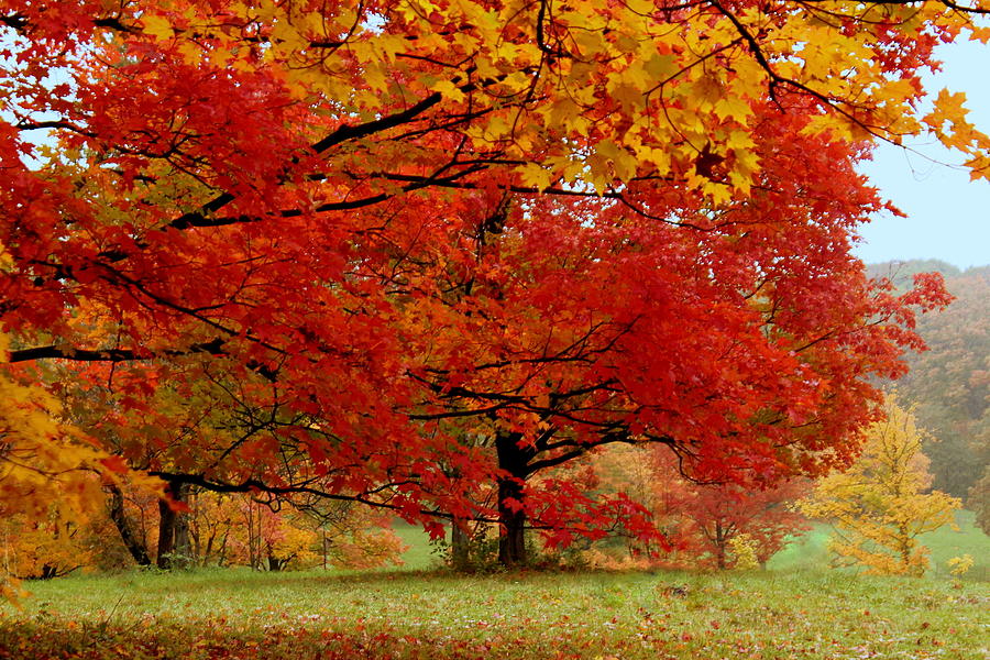 Autumn Fantasy Photograph by Rosanne Jordan - Fine Art America