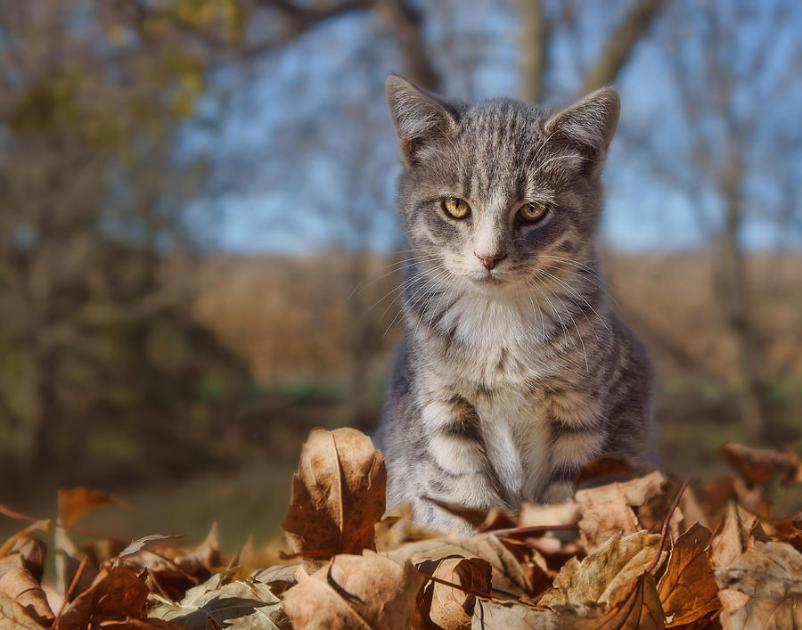 Autumn Farm Cat #2 - Horizontal Photograph by Nikolyn McDonald